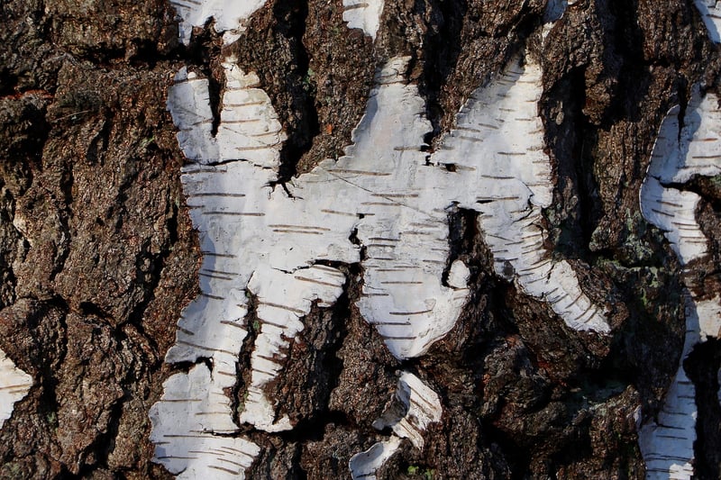 Birch Bark Cake